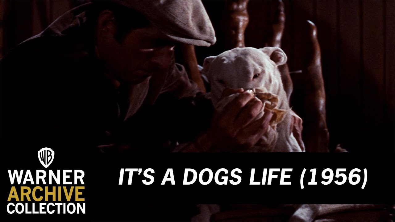 Dognapped | It’s A Dogs Life | Warner Archive