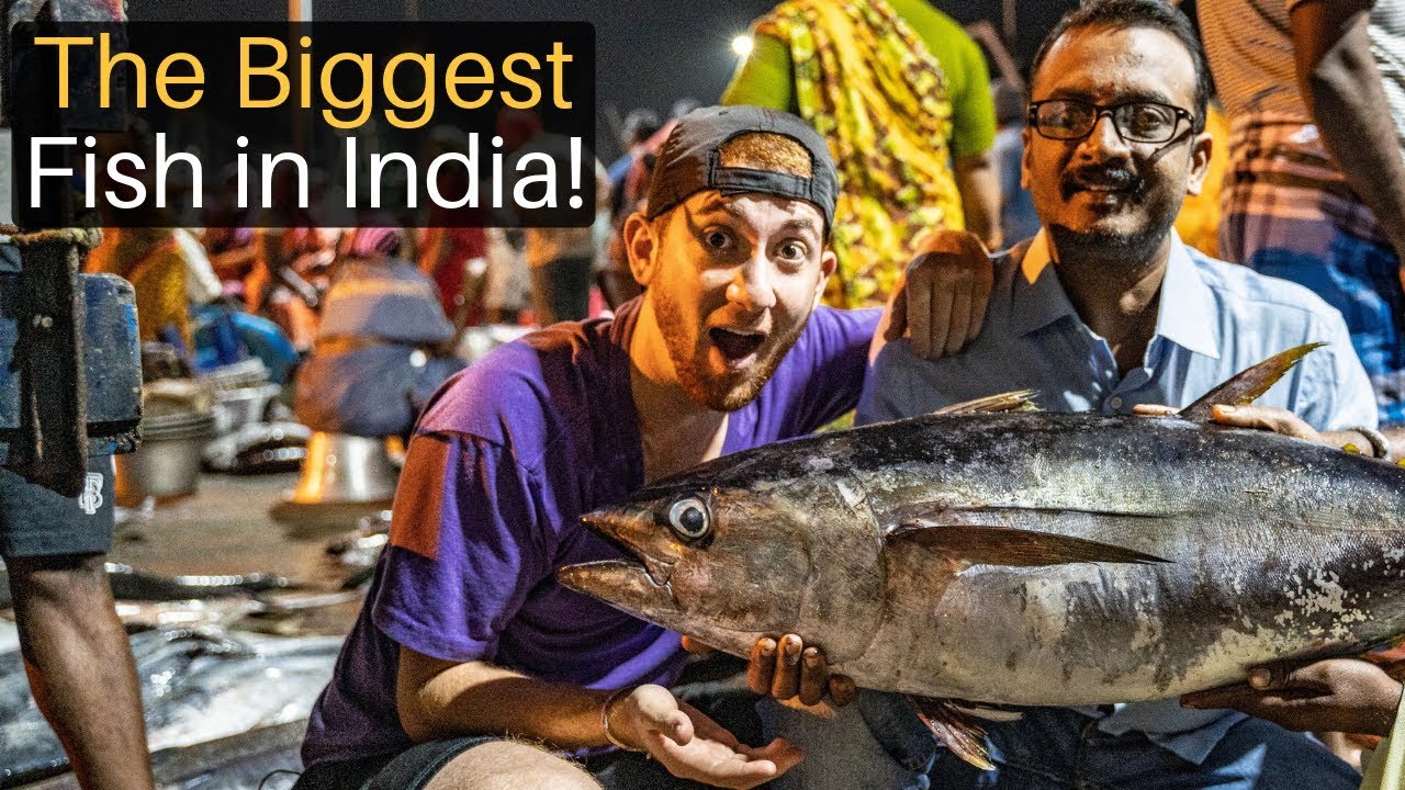 The Biggest Fish in India? (Chennai Fish Market) 26 hq720 1162