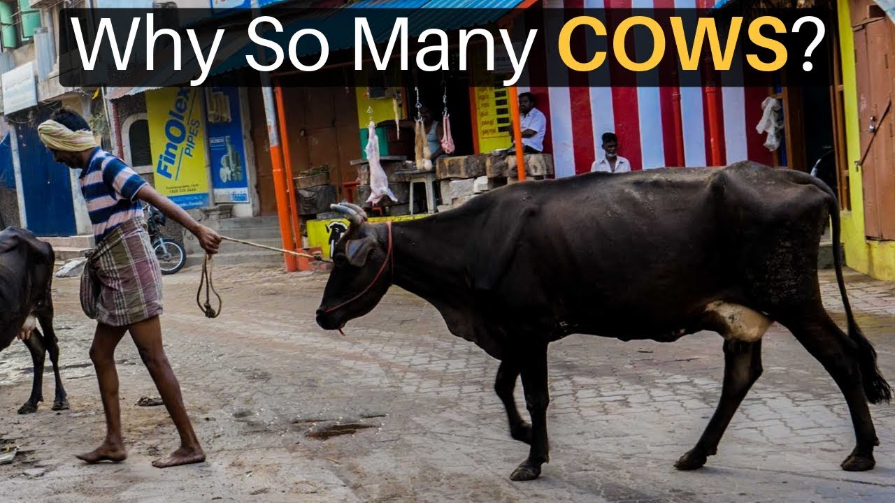 Why Are There So Many Cows in India? 24 hq720 1166
