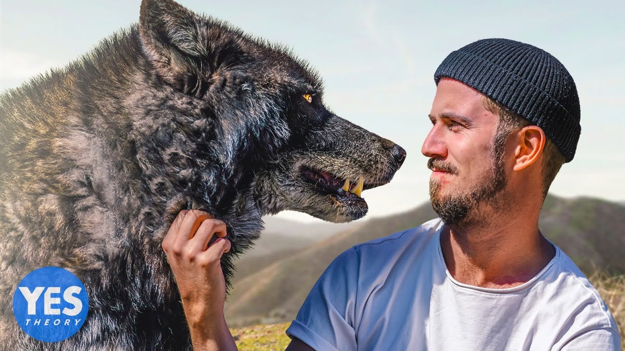 I Lived with Wolves for 72 hours 22 hq720 2347
