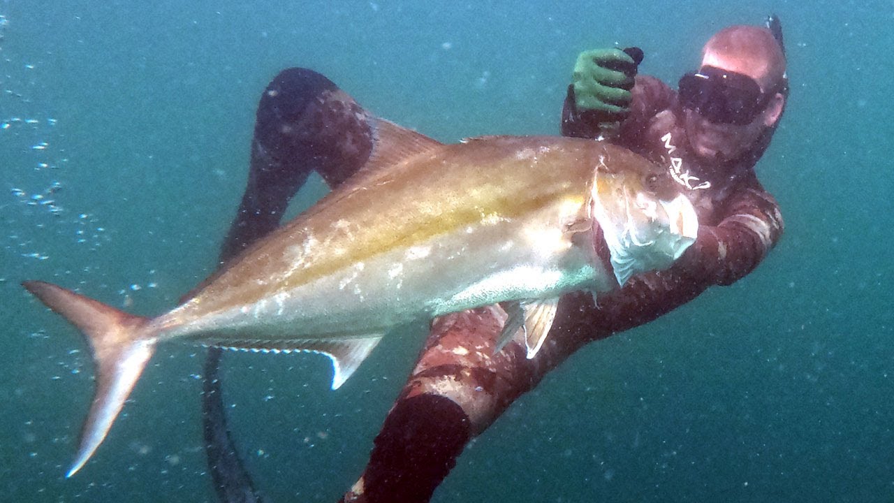 FISH Tried to MURDER ME! Spear Fishing Gone Wrong - Cobia, Amber Jack, Spade Fish Catch & Cook 26 hq720 2791