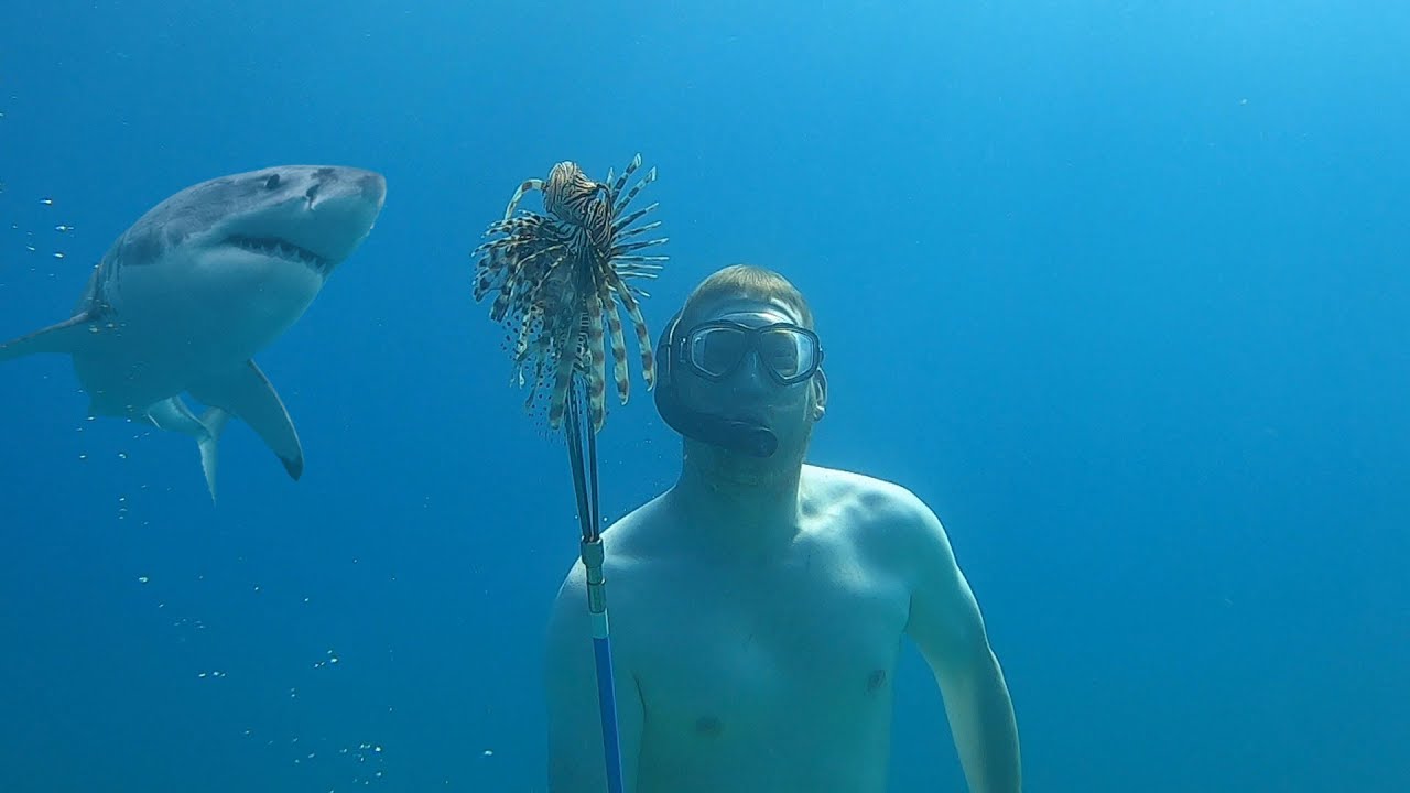 Invasive Fish Catch & Cook - Spear Fishing Lionfish with my Kids 25 hq720 2815