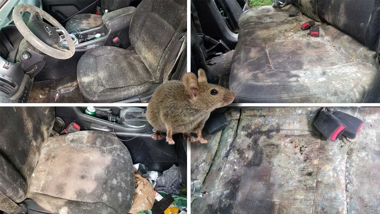 Deep Cleaning MOLDY Car w/ MOUSE Infestation!!! Epic Auto Detailing/Restoration Challenge. 12 hq720 2844