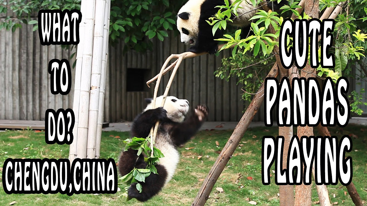 Pandas Playing at Chengdu Panda Reserve | Chengdu, What To Do? 26 hq720 3190