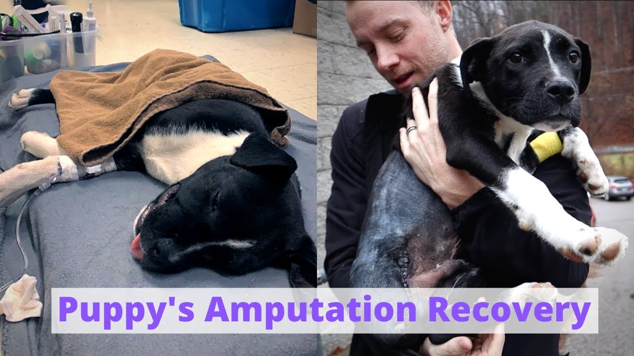 Puppy's Amputation Recovery | 3 day VLOG 22 hq720 3486