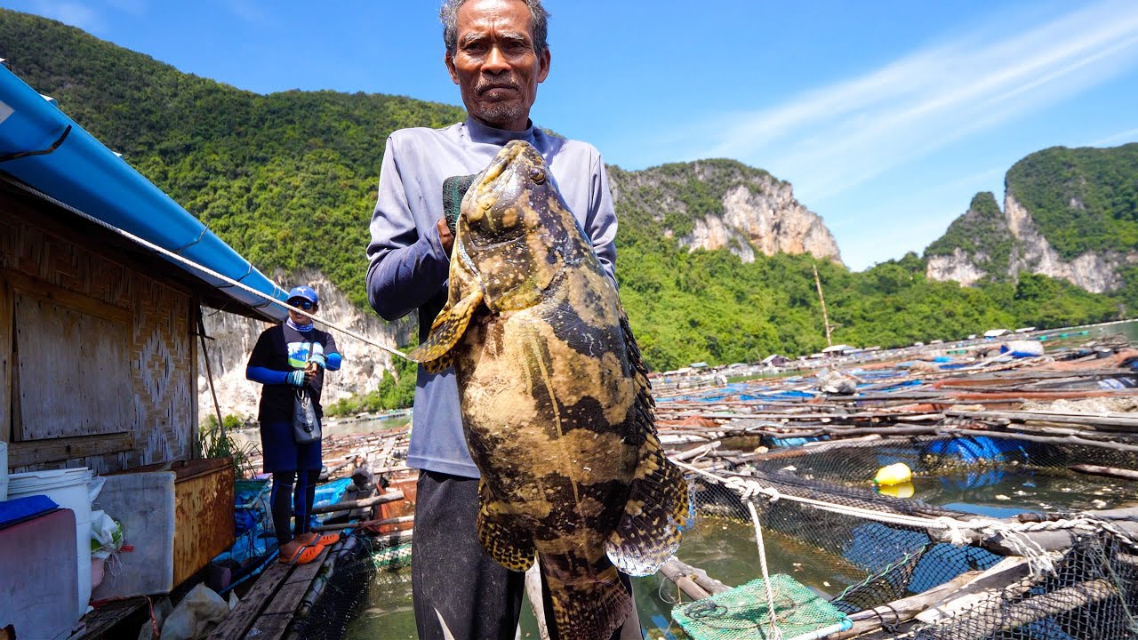 6.5 kg. TIGER GROUPER!! Fishing Thai Food + Grape Seaweed in Krabi, Thailand! 26 hq720 408