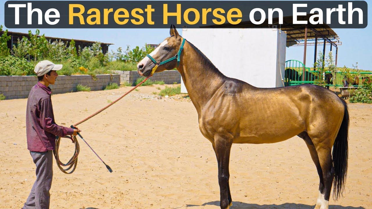 The RAREST HORSE on Earth (Akhal-Teke) 23 hq720 998